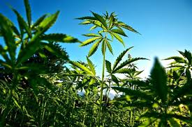 negozi di cannabis legale a Milano
